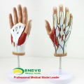 MUSCLE08 (12031) Menschliche Hand Anatomie Muskel 4-Teile Medical Education Model 12031